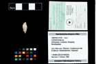 Foto (Objekt + Etikett) von Culmenformosa sp.  (NHMW-GEO-1990-0041-4794)